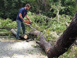  North Hudson, WI Tree Services Pros